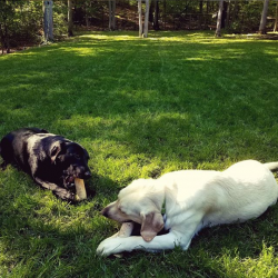 Fenway and Brady enjoying the outdoors
